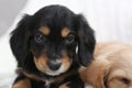 Cute English Cocker Spaniel puppies on background, closeup Royalty Free Stock Photo