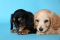 Cute English Cocker Spaniel puppies on blue background Royalty Free Stock Photo