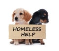 Cute English Cocker Spaniel puppies and piece of cardboad with text Homeless Help on white background. Lonely pets Royalty Free Stock Photo