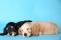 Cute English Cocker Spaniel puppies sleeping on light background Royalty Free Stock Photo