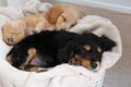 Cute English Cocker Spaniel puppies sleeping on plaid Royalty Free Stock Photo