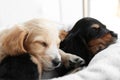 Cute English Cocker Spaniel puppies sleeping on plaid Royalty Free Stock Photo