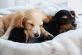 Cute English Cocker Spaniel puppies sleeping Royalty Free Stock Photo