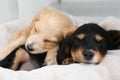 Cute English Cocker Spaniel puppies sleeping on plaid Royalty Free Stock Photo