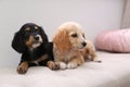 Cute English Cocker Spaniel puppies on sofa Royalty Free Stock Photo