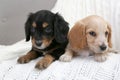 Cute English Cocker Spaniel puppies on plaid Royalty Free Stock Photo