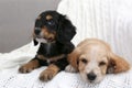 Cute English Cocker Spaniel puppies on plaid Royalty Free Stock Photo