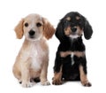 Cute English Cocker Spaniel puppies on background Royalty Free Stock Photo