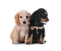 Cute English Cocker Spaniel puppies on background Royalty Free Stock Photo