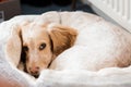 A cute English Cocker Spaniel puppy falling alseep Royalty Free Stock Photo