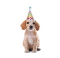 Cute English Cocker Spaniel puppy with party hat on white background