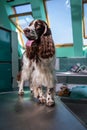 Cute English Cocker Spaniel in a vet clinic Royalty Free Stock Photo