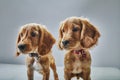Cute English cocker spaniels with collars isolated on a gray background