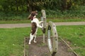 A cute English Springer Spaniel Dog Canis lupus familiaris attempting agility.