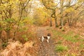 A cute English Springer Spaniel Dog Canis lupus familiaris enjoying a walk in Bencroft Woods in Autumn in Hertfordshire, UK. Royalty Free Stock Photo