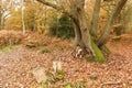 A cute English Springer Spaniel Dog Canis lupus familiaris enjoying a walk in Bencroft Woods in Autumn in Hertfordshire, UK. Royalty Free Stock Photo