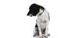 Cute english springer spaniel dog sticking out tongue and looking down side Royalty Free Stock Photo