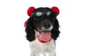 Cute english springer spaniel dog with sunglasses sticking out tongue Royalty Free Stock Photo