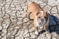 Cute Englsih bulldog Royalty Free Stock Photo