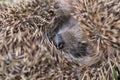 Hedgehog Face Close Up