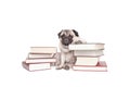 Cute erudite philosophical looking pug dog puppy leaning on pile of books isolated on white background Royalty Free Stock Photo