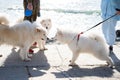 Cute Eskimo dogs while walking on the coast Royalty Free Stock Photo