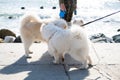 Cute Eskimo dogs while walking on the coast Royalty Free Stock Photo