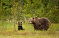 Cute Eurasian Brown bear cub with a bear mama Royalty Free Stock Photo