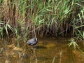 Cute Eurasian coot in natural habitat standing at water`s edge near reeds. Fulica atra. Royalty Free Stock Photo