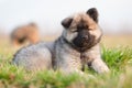 Cute Eurasian puppy