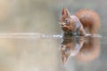 Eurasian red squirrel Sciurus vulgaris eating a hazelnut in a pool of water  in the forest of Drunen, Noord Brabant in the Nethe Royalty Free Stock Photo