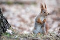 Cute Eurasian Red Squirrel Sciurus Vulgaris Stands In The Autumn Foliage Near A Tree And Looks Right. Squirrel Hides A Large N