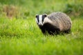 Cute european badger coming forward on fresh green lawn.