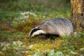 Curious european badger sniffing around fly agaric and mountain cranberries