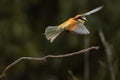 Cute European bee-eater in flight isolated on a blurred background Royalty Free Stock Photo