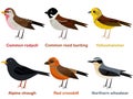 Cute European bird cartoons - Common redpoll, Alpine Chough, Yellowhammer, Northern wheatear, Red crossbill, Common reed bunting