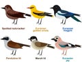 Cute European bird cartoons - Spotted nutcracker, Eurasian golden oriole, Marsh tit, Eurasian magpie, Penduline tit, Eurasian jay