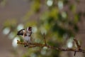 Cute European goldfinch bird on small branch against bokeh background
