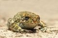 Cute european green toad Royalty Free Stock Photo