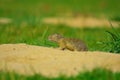 Cute European ground squirrel. Lovely gnawer feeding in grass& x28;Spermophilus citellus& x29;