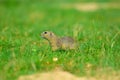 Cute European ground squirrel. Lovely gnawer feeding in grass& x28;Spermophilus citellus& x29;