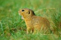 Cute European ground squirrel. Lovely gnawer feeding in grass& x28;Spermophilus citellus& x29;