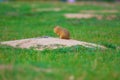 Cute European ground squirrel. Lovely gnawer feeding in grass& x28;Spermophilus citellus& x29;