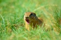 Cute European ground squirrel. Lovely gnawer feeding in grass& x28;Spermophilus citellus& x29;