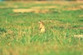 Cute European ground squirrel. Lovely gnawer feeding in grass& x28;Spermophilus citellus& x29;