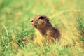 Cute European ground squirrel. Lovely gnawer feeding in grass& x28;Spermophilus citellus& x29;