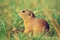 Cute European ground squirrel. Lovely gnawer feeding in grass& x28;Spermophilus citellus& x29;