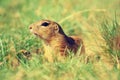 Cute European ground squirrel. Lovely gnawer feeding in grass& x28;Spermophilus citellus& x29;