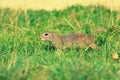 Cute European ground squirrel. Lovely gnawer feeding in grass& x28;Spermophilus citellus& x29;