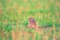 Cute European ground squirrel. Lovely gnawer feeding in grass& x28;Spermophilus citellus& x29;